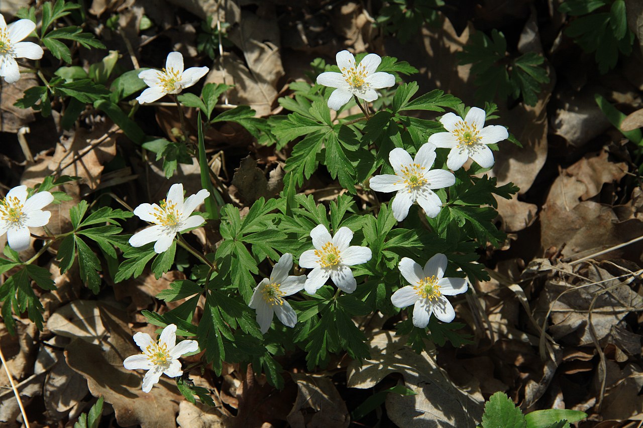 anemone nemorosa picture
