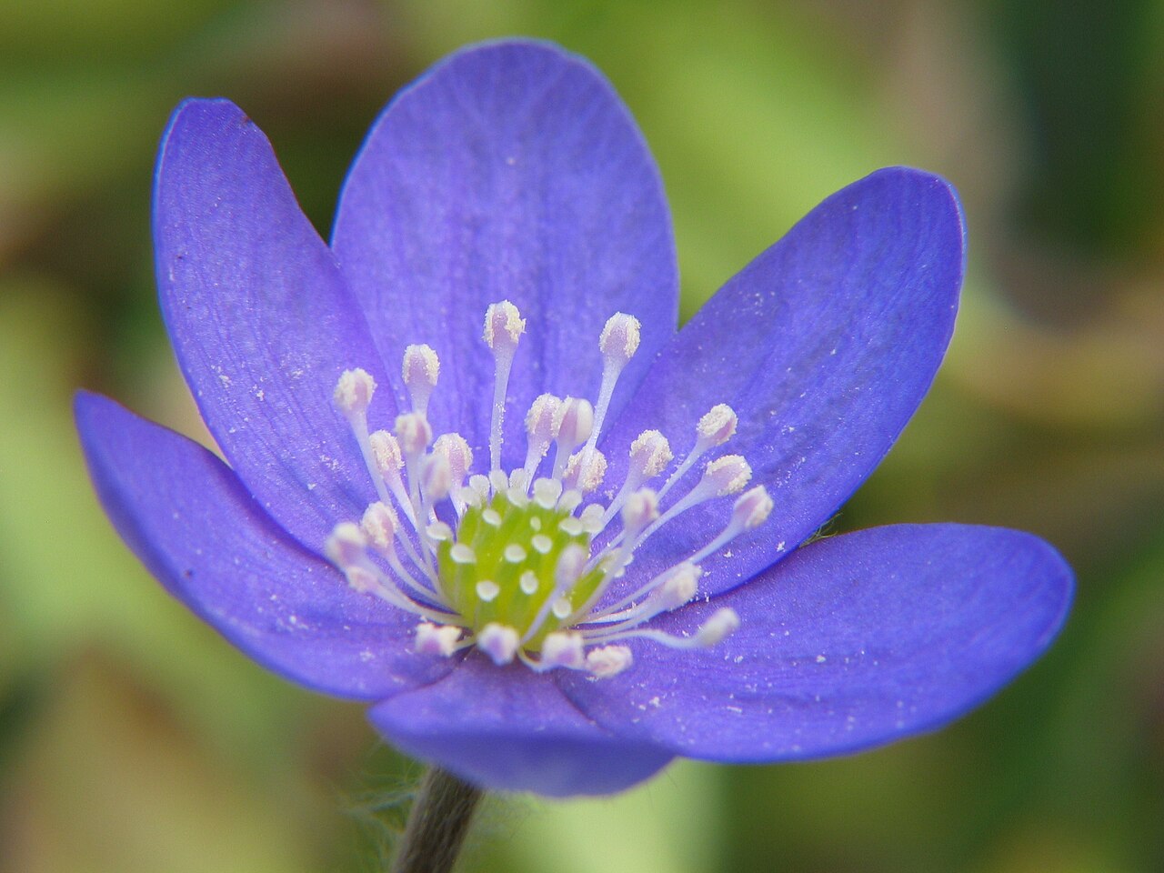 hepatica nobilis picture