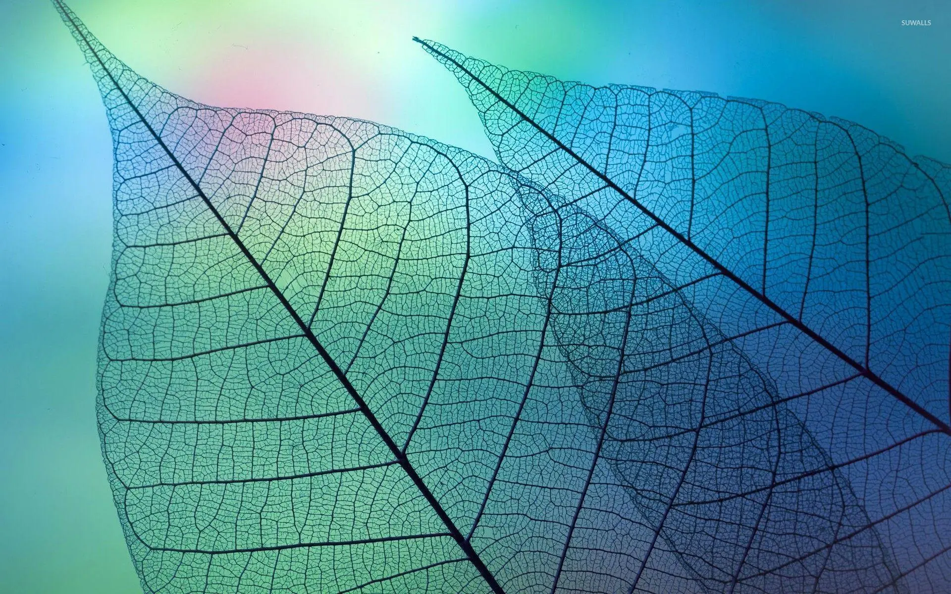 User banner