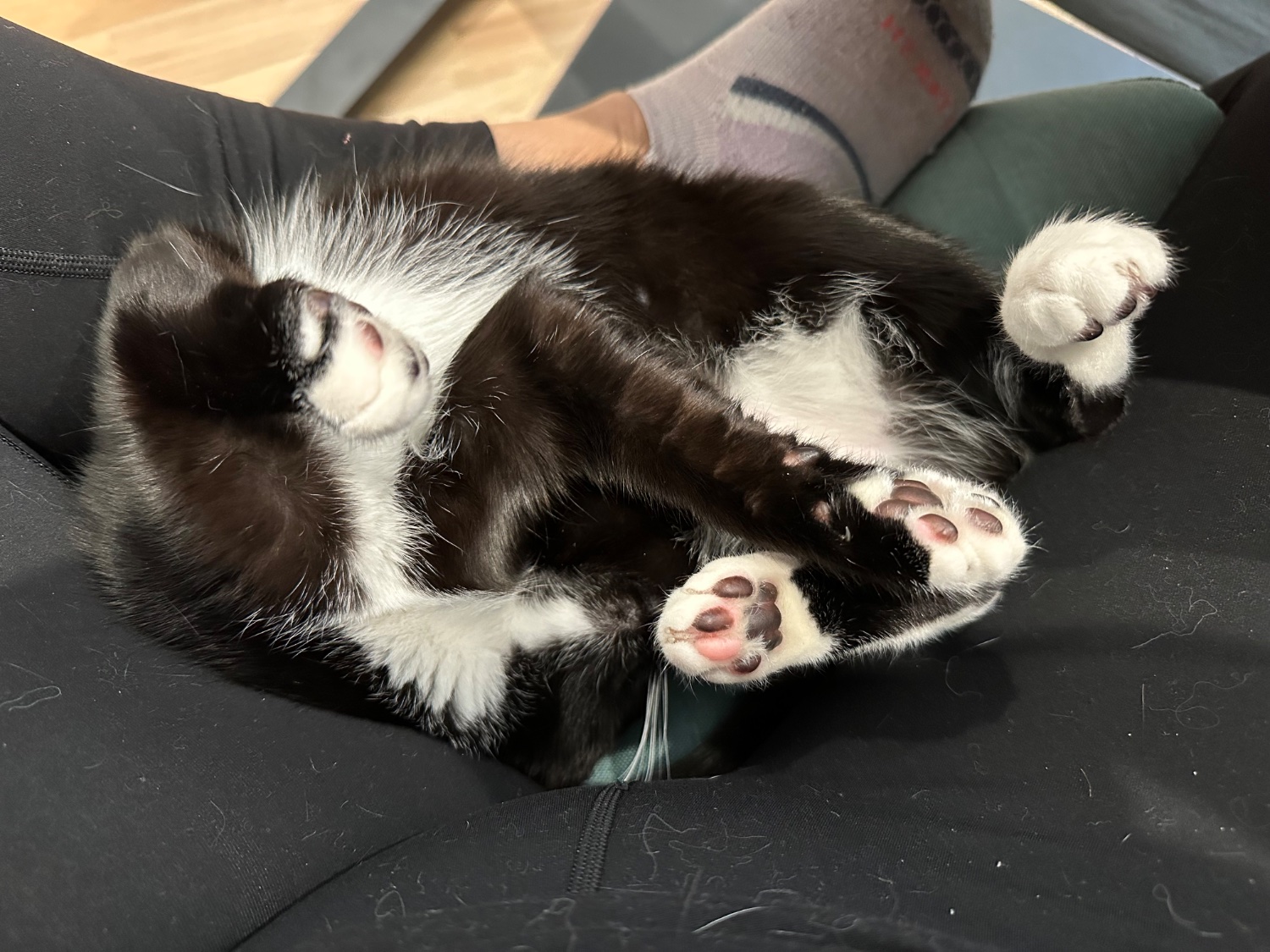 cat tax has hence forth, been paid!