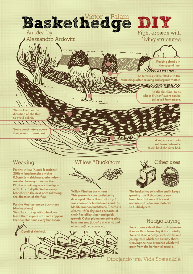 An infographic by Victor Paiam on how to make Baskethedges using Willow for humid areas or Mediterranean buckthorn for dry areas.