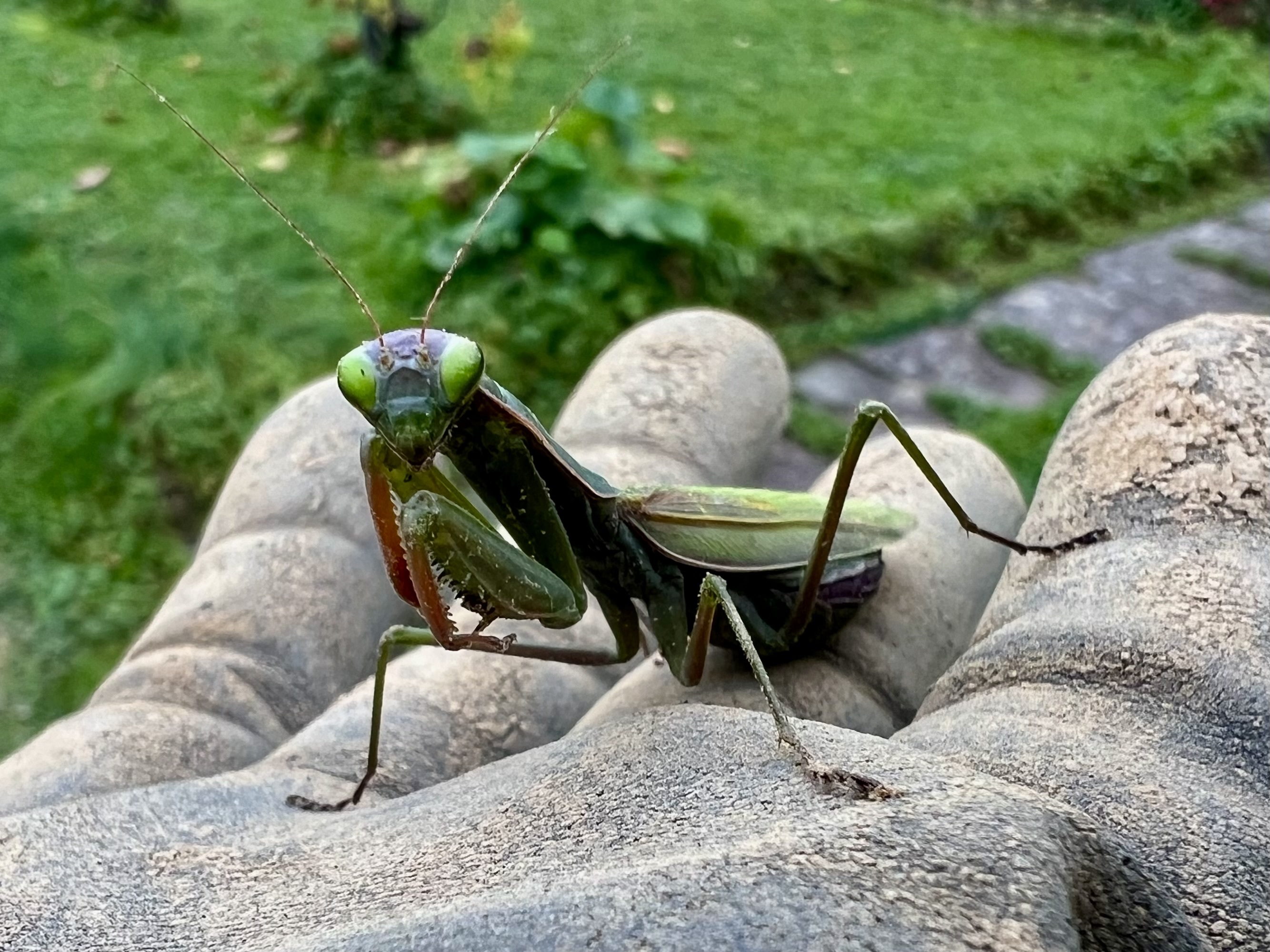 a green eyed praying mantis with red claws and leaf textured elytra, standing defensively on my gardening glove