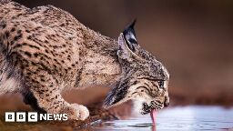 One of world’s rarest cats no longer endangered - conservation agency